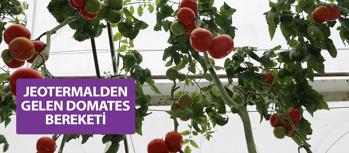 Jeotermalden gelen domates bereketi
