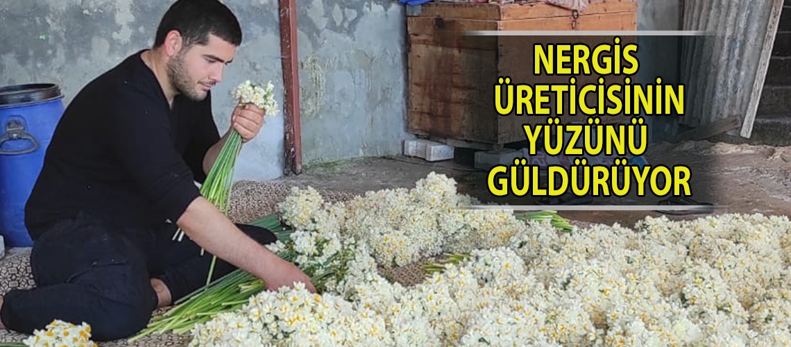 Nergis üreticisinin yüzünü güldürüyor