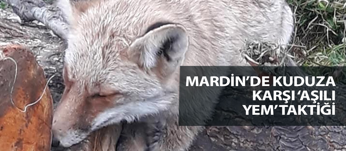 Mardin’de kuduza karşı ‘aşılı yem’ taktiği
