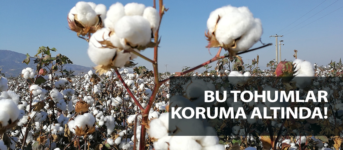 Bu tohumlar koruma altında!