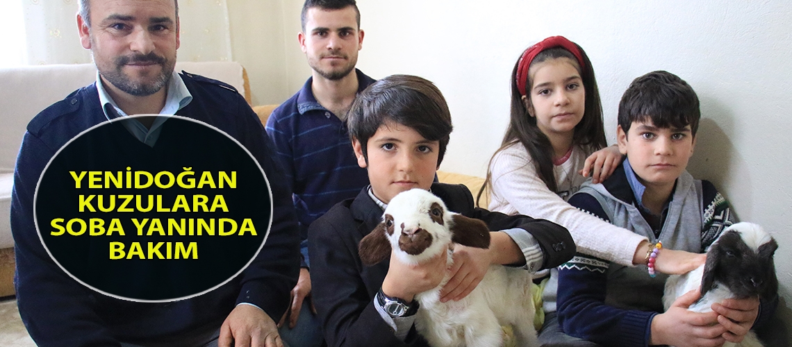 Yenidoğan kuzulara soba yanında bakım