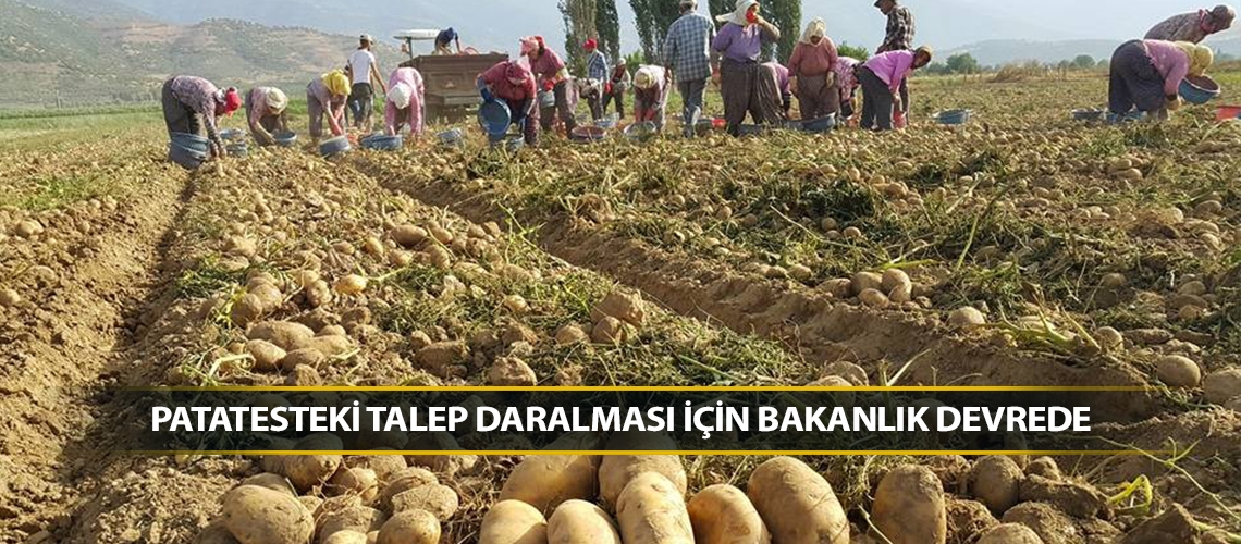 Patatesteki talep daralması için bakanlık devrede