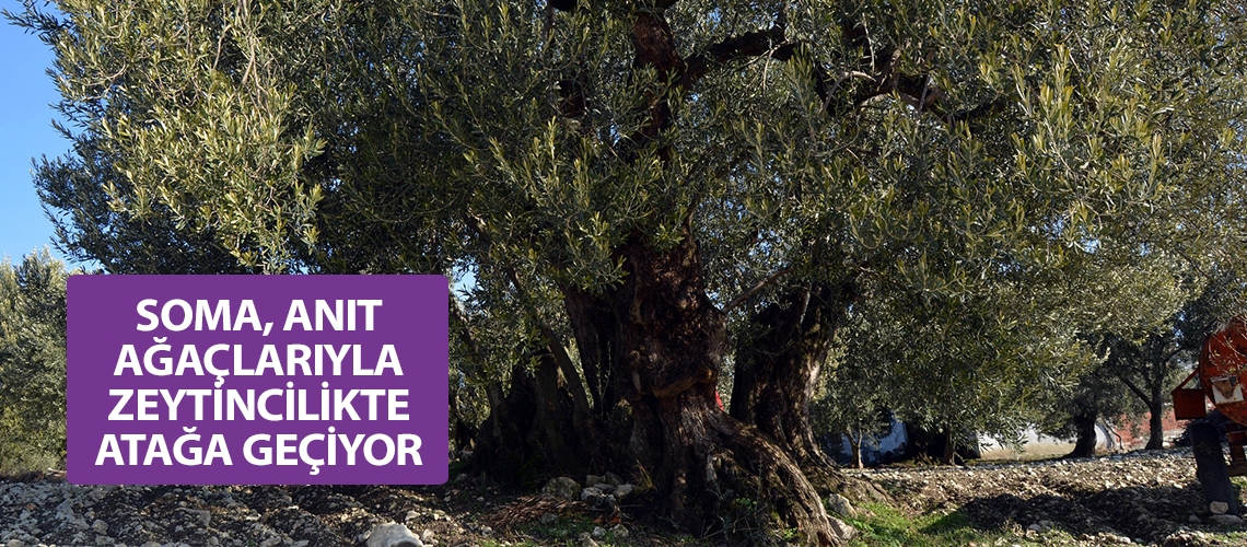 Soma, anıt ağaçlarıyla zeytincilikte atağa geçiyor