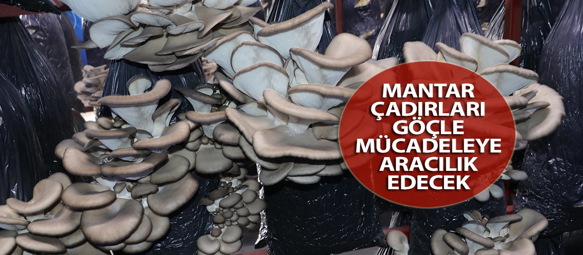 Mantar çadırları göçle mücadeleye aracılık edecek