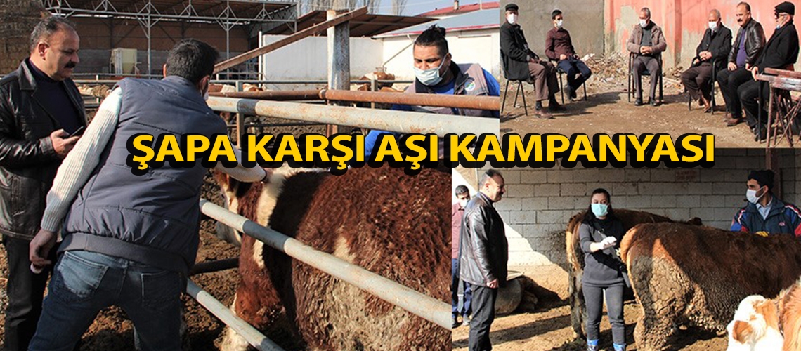 Şapa karşı aşı kampanyası