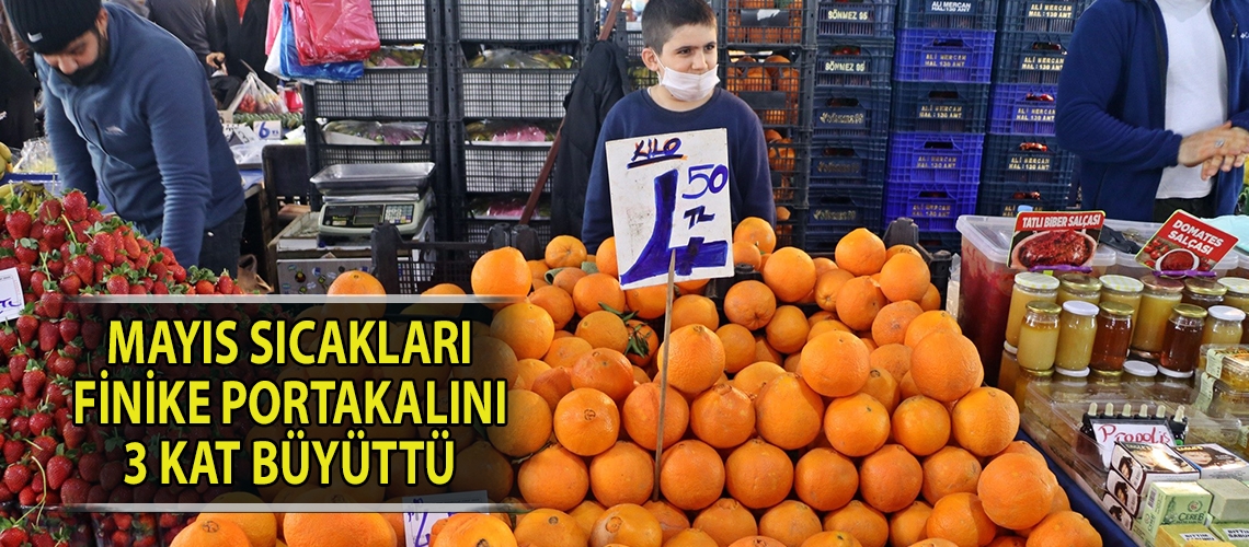 Mayıs sıcakları Finike portakalını 3 kat büyüttü