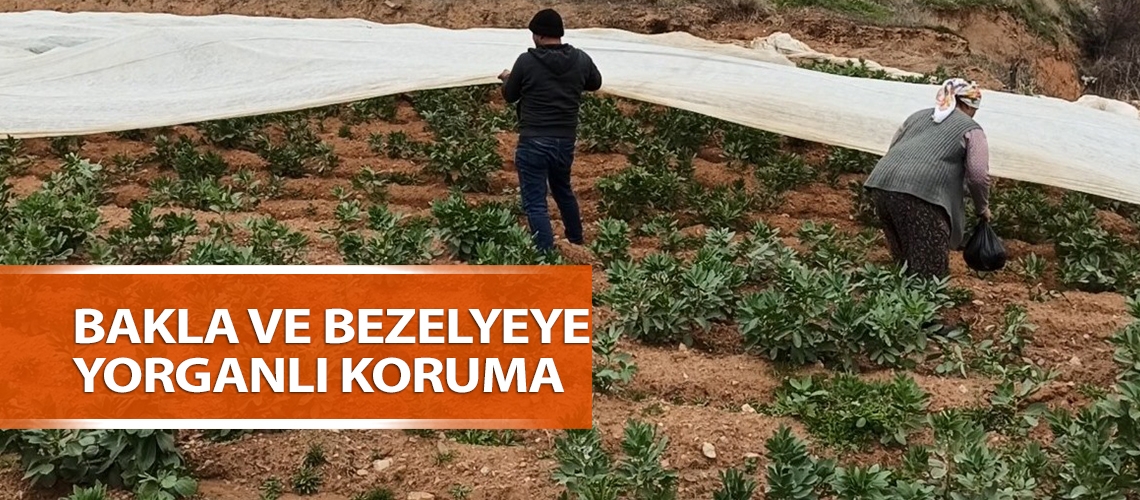 Bakla ve bezelyeye yorganlı koruma