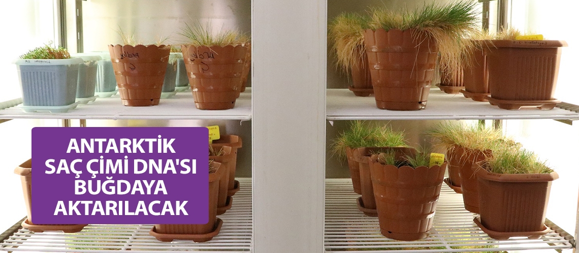 Antarktik saç çimi DNA'sı buğdaya aktarılacak
