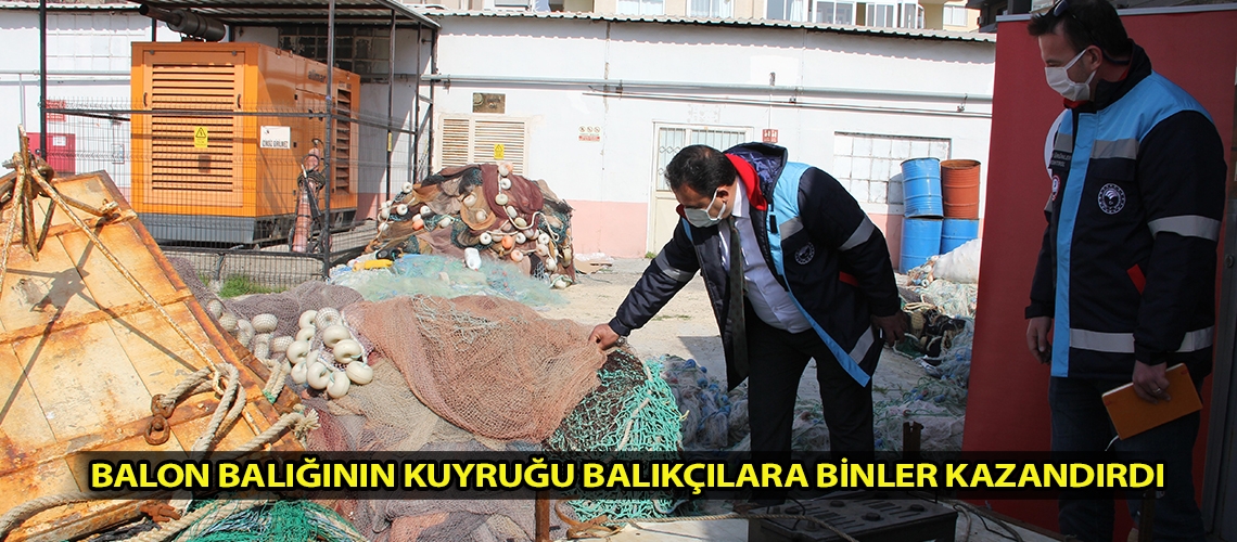 Balon balığının kuyruğu balıkçılara binler kazandırdı