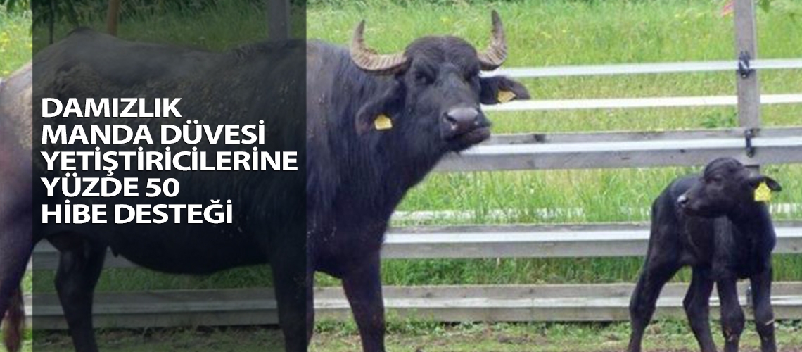 Damızlık manda düvesi yetiştiricilerine yüzde 50 hibe desteği
