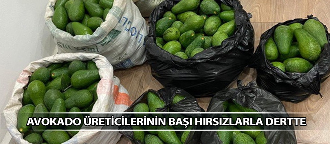 Avokado üreticilerinin başı hırsızlarla dertte