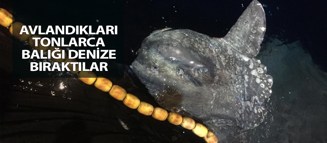 Avlandıkları tonlarca balığı denize bıraktılar