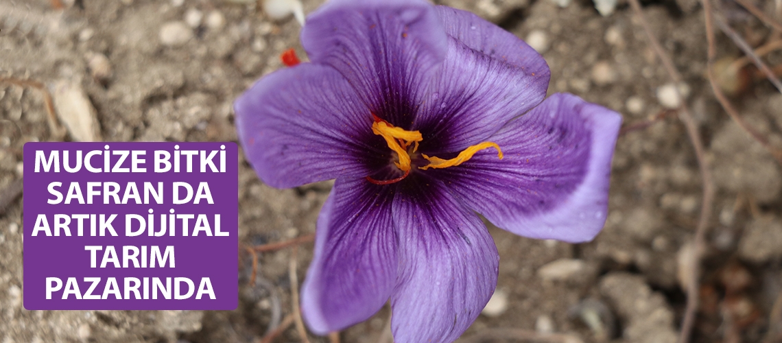 Mucize bitki safran da artık Dijital Tarım Pazarında