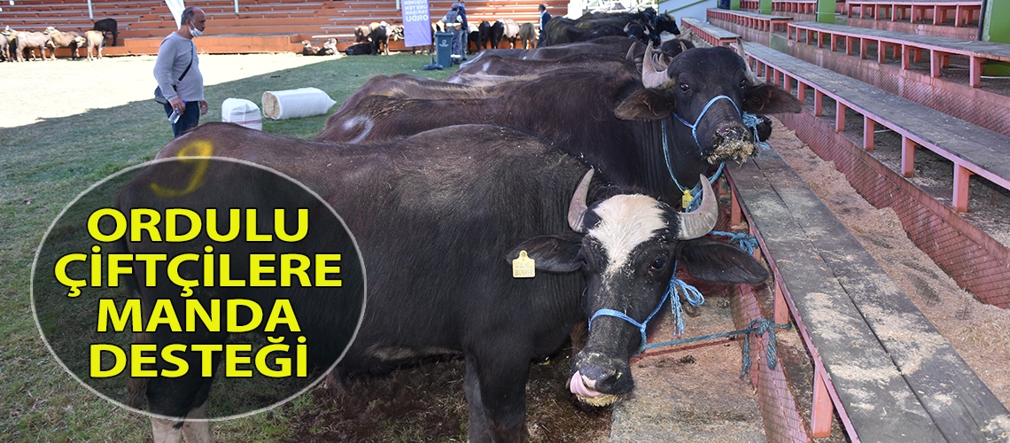 Ordulu çiftçilere manda desteği