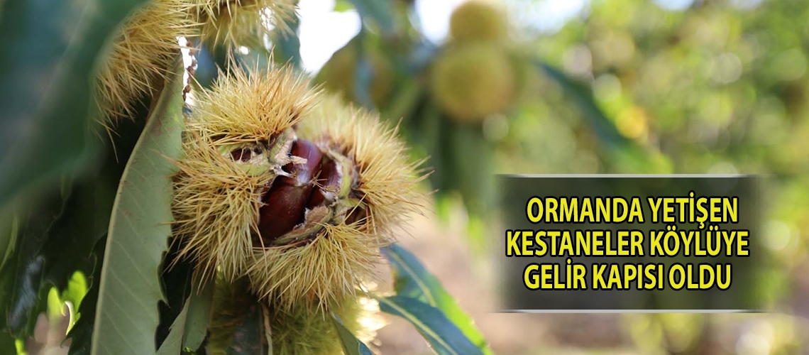 Ormanda yetişen kestaneler köylüye gelir kapısı oldu