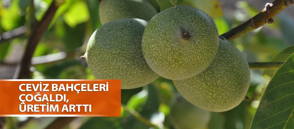 Ceviz bahçeleri çoğaldı, üretim arttı