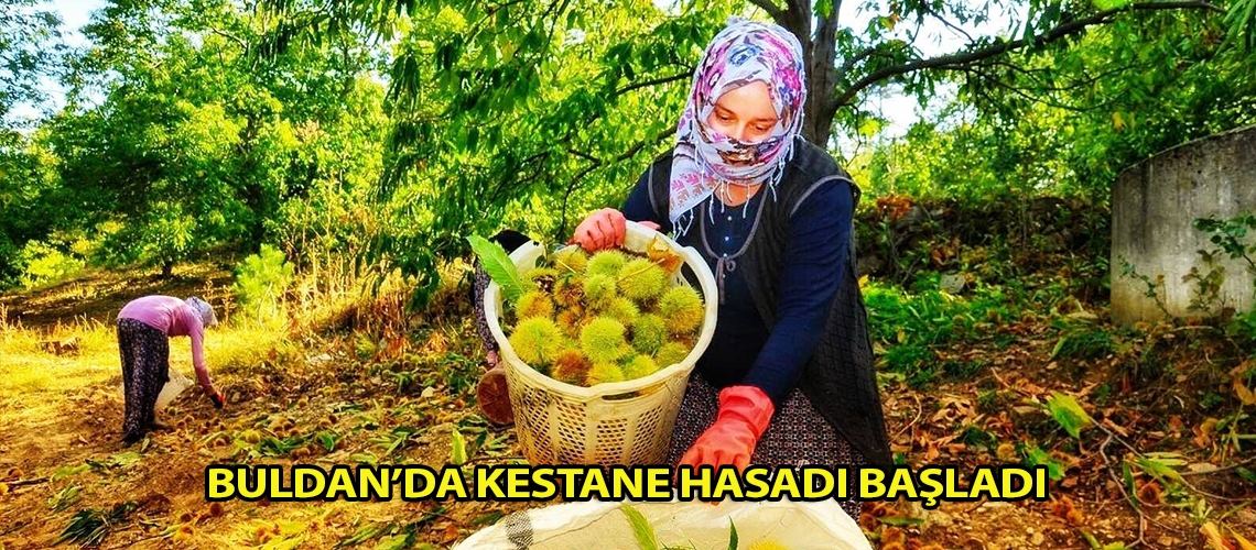 Buldan’da kestane hasadı başladı