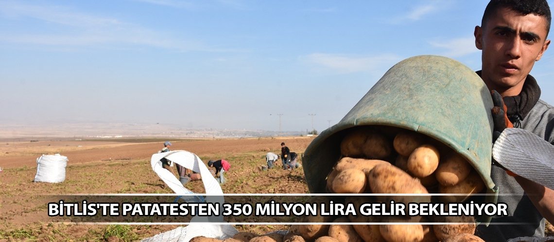 Bitlis'te patatesten 350 milyon lira gelir bekleniyor