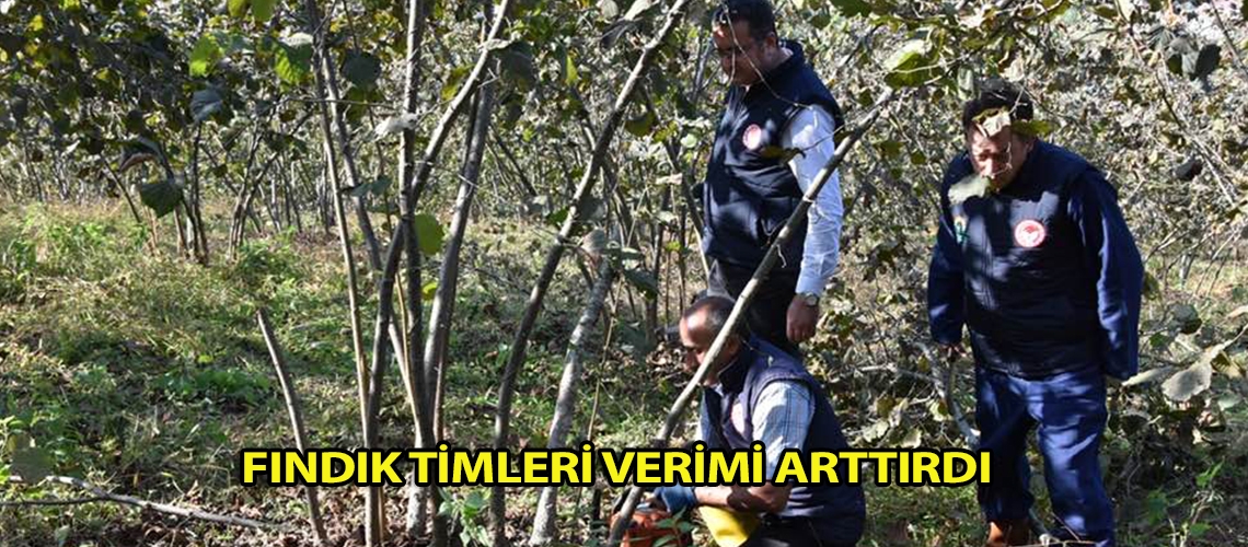 Fındık timleri verimi arttırdı