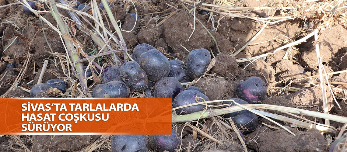 Sivas’ta tarlalarda hasat coşkusu sürüyor