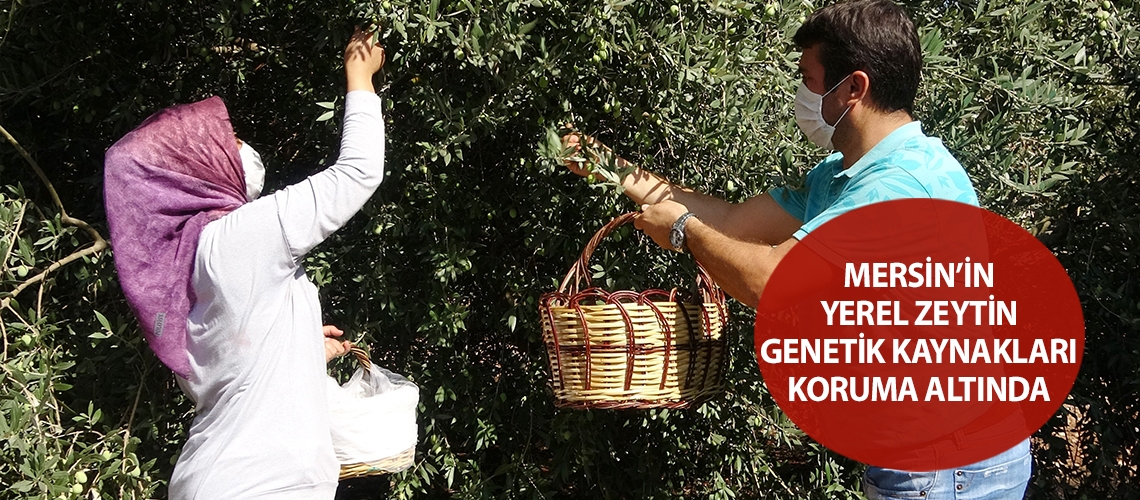 Mersin’in yerel zeytin genetik kaynakları koruma altında