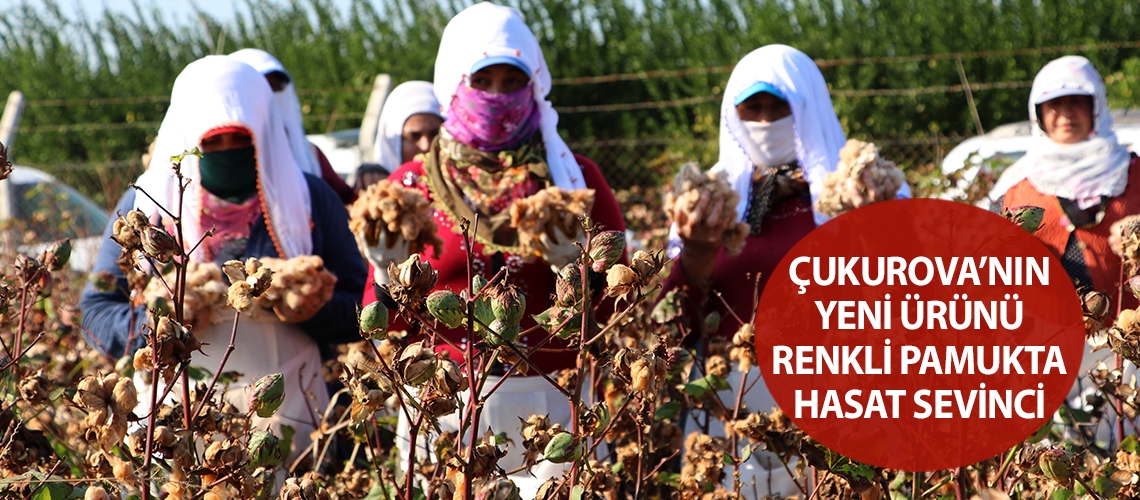 Çukurova’nın yeni ürünü renkli pamukta hasat sevinci