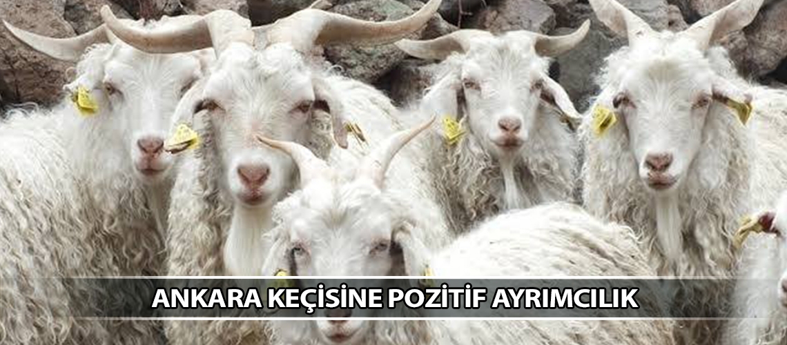Ankara keçisine pozitif ayrımcılık