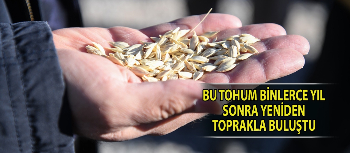 Bu tohum binlerce yıl sonra yeniden toprakla buluştu