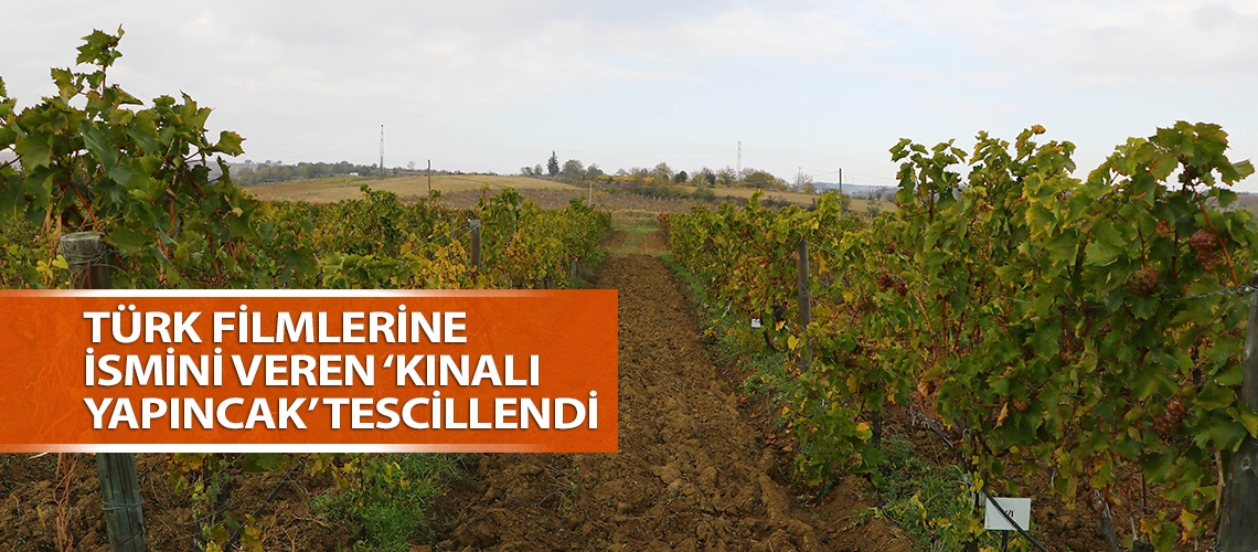 Türk filmlerine ismini veren ‘kınalı yapıncak’ tescillendi
