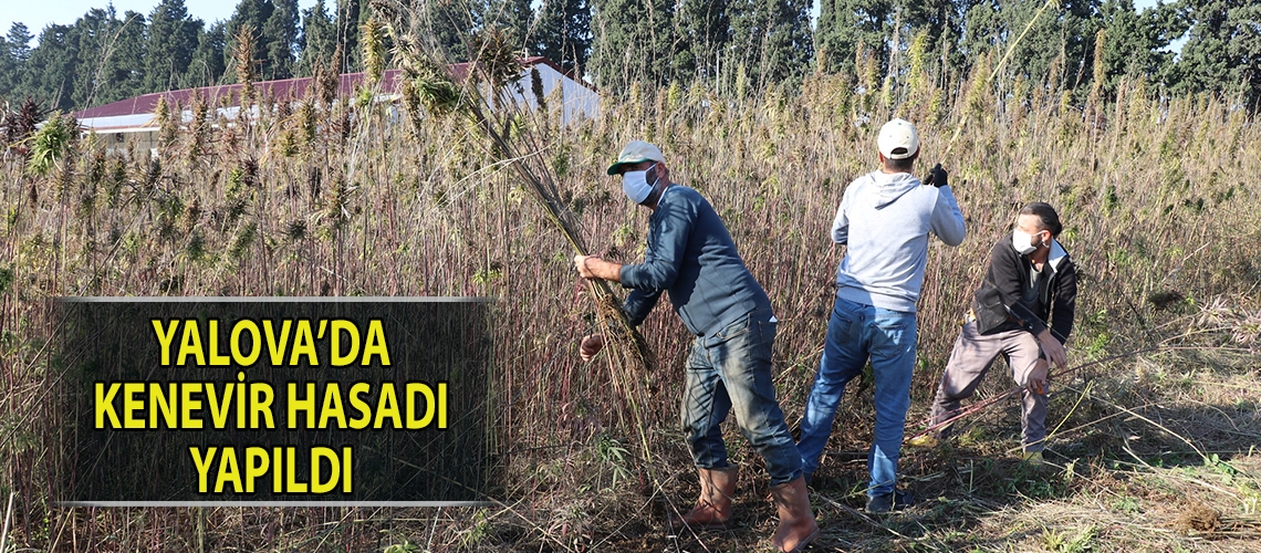 Yalova’da kenevir hasadı yapıldı