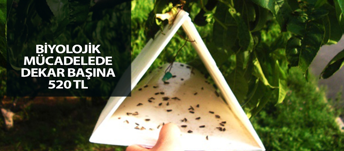 Biyolojik mücadelede dekar başına 520 TL