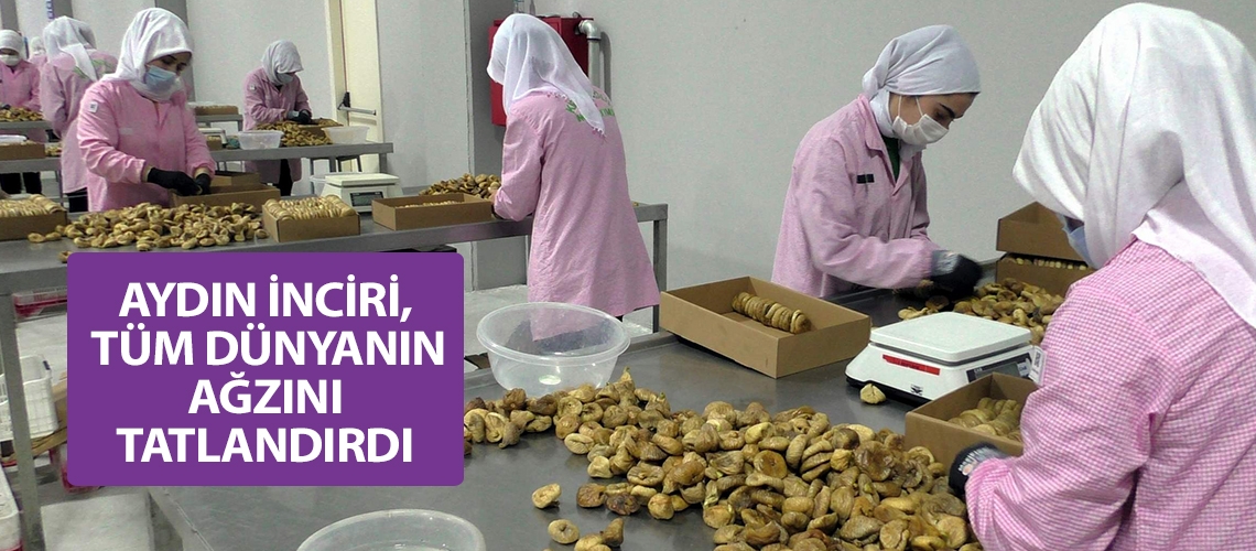 Aydın inciri, tüm dünyanın ağzını tatlandırdı