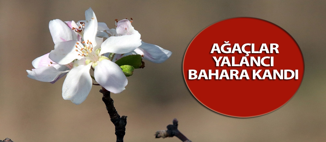 Ağaçlar yalancı bahara kandı