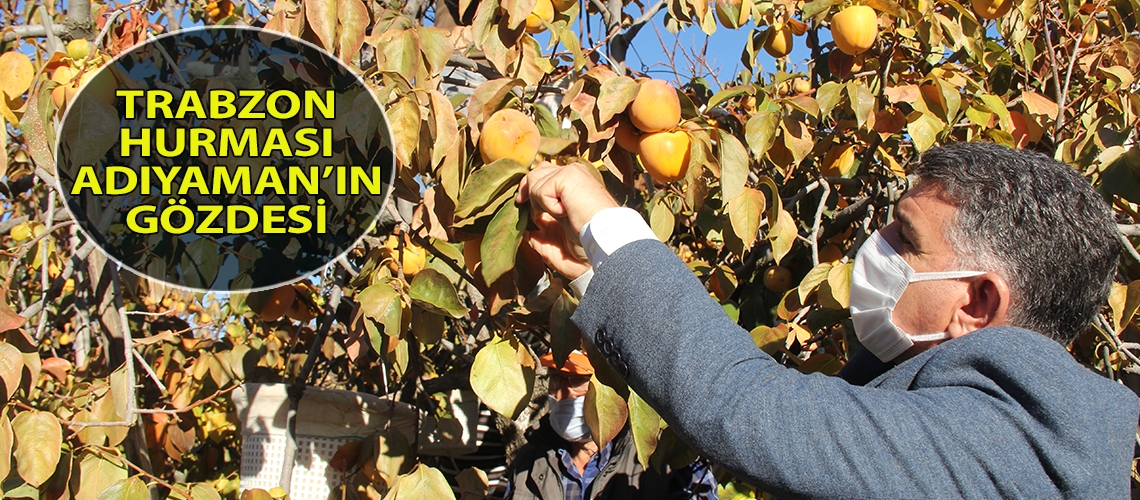 Trabzon hurması Adıyaman’ın gözdesi