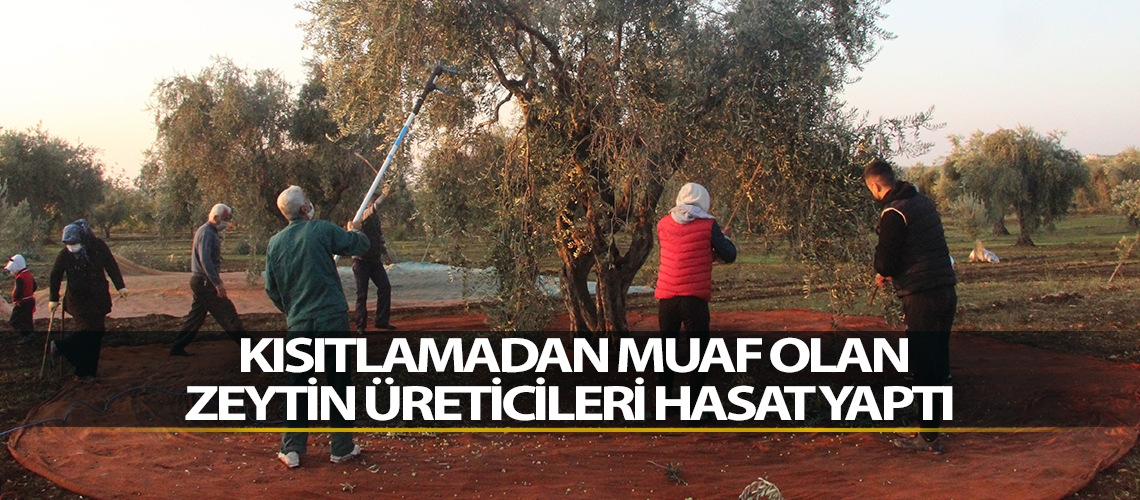 Kısıtlamadan muaf olan zeytin üreticileri hasat yaptı