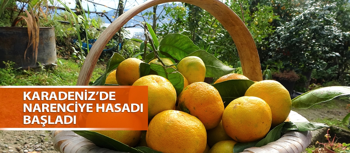 Karadeniz’de narenciye hasadı başladı