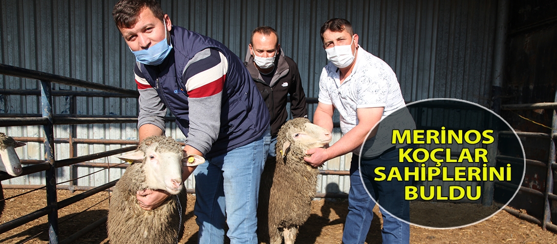 Merinos koçlar sahiplerini buldu