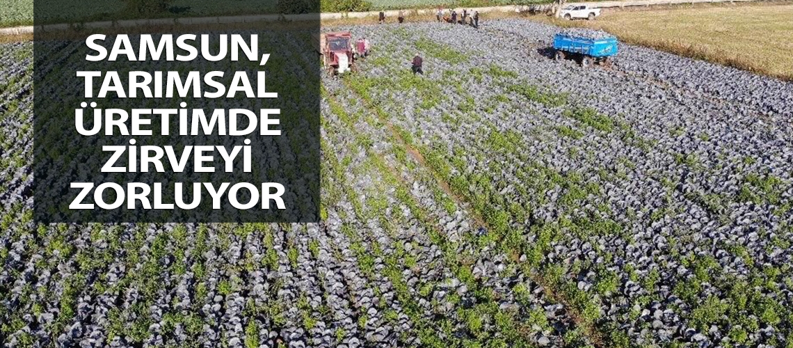 Samsun, tarımsal üretimde zirveyi zorluyor