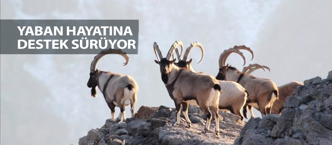 Yaban hayatına destek sürüyor