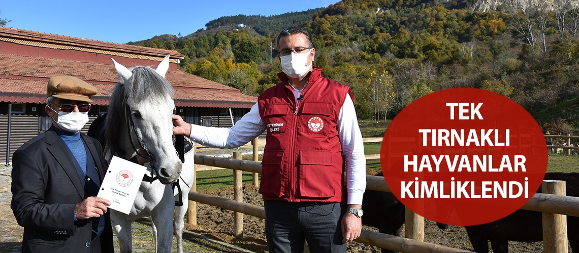 Tek tırnaklı hayvanlar kimliklendiriliyor