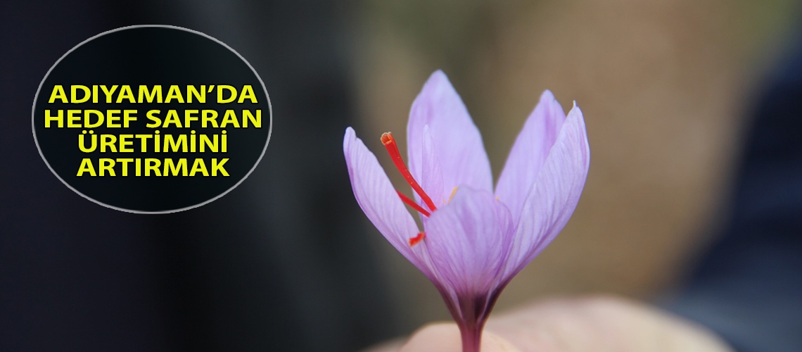 Adıyaman’da hedef safran üretimini artırmak