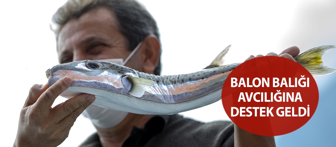 Balon balığı avcılığına destek geldi