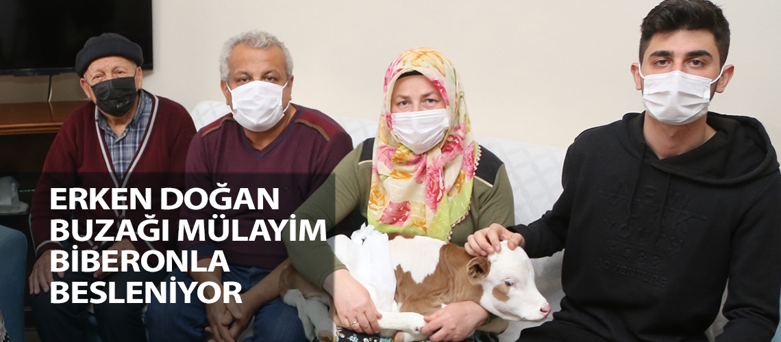 Erken doğan buzağı Mülayim biberonla besleniyor