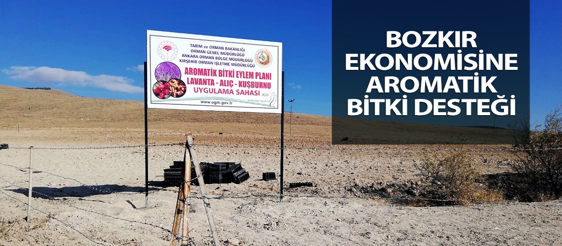Bozkır ekonomisine aromatik bitki desteği