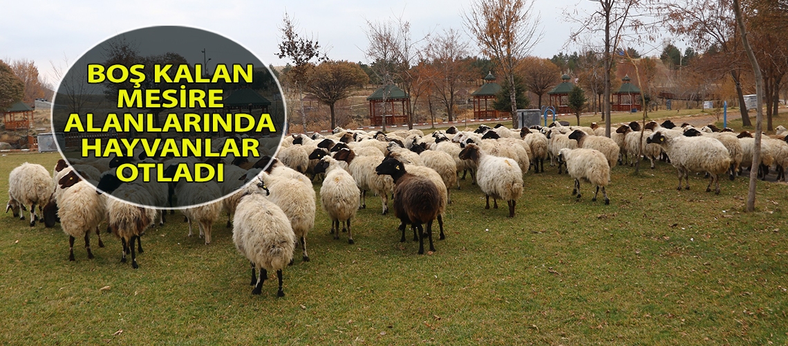 Boş kalan mesire alanlarında hayvanlar otladı