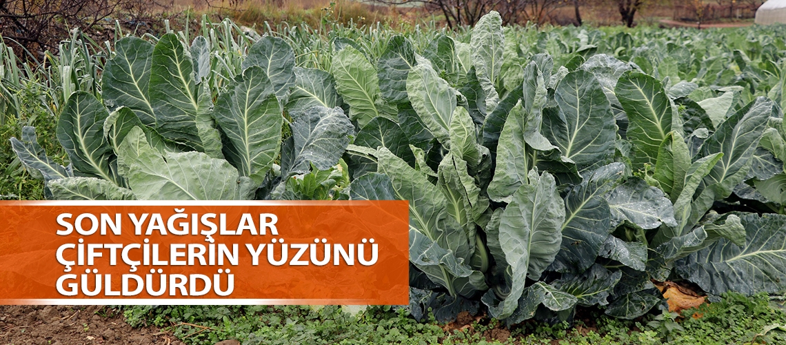 Son yağışlar çiftçilerin yüzünü güldürdü