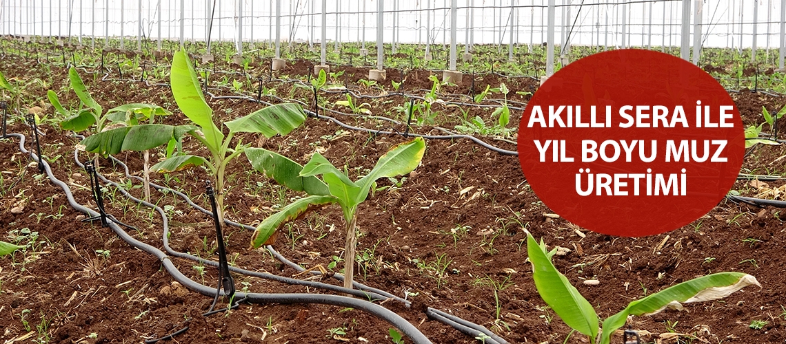 Akıllı sera ile yıl boyu muz üretimi