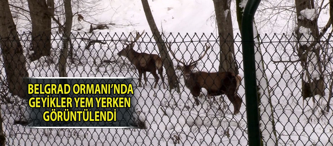 Belgrad Ormanı’nda geyikler yem yerken görüntülendi
