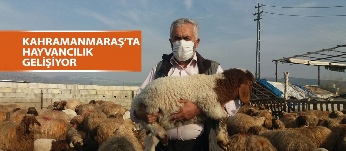Kahramanmaraş’ta hayvancılık gelişiyor