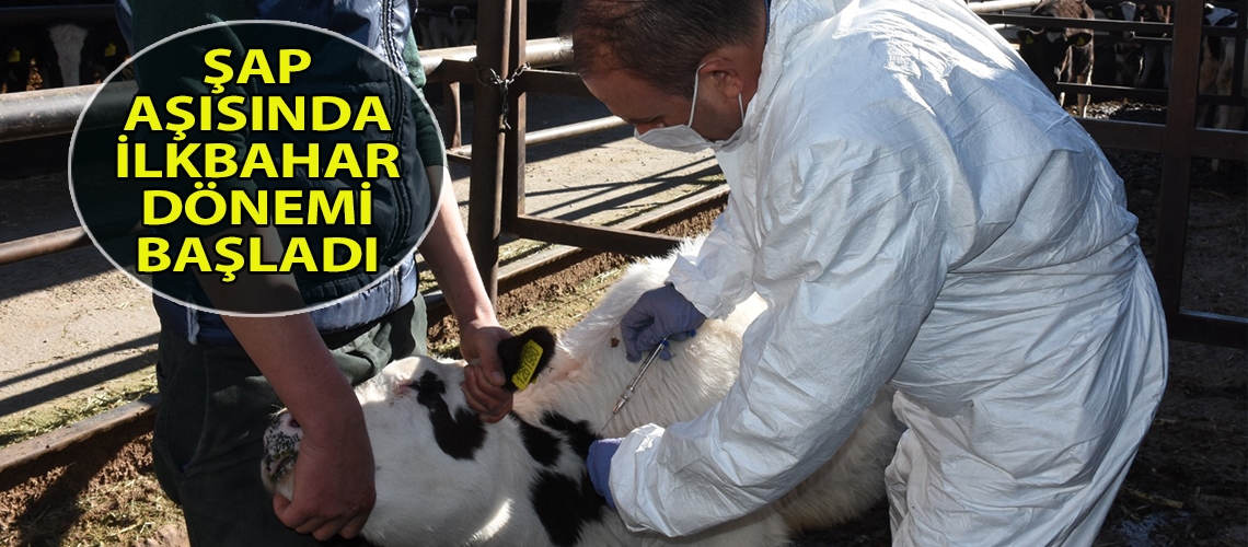 Şap aşısında ilkbahar dönemi başladı